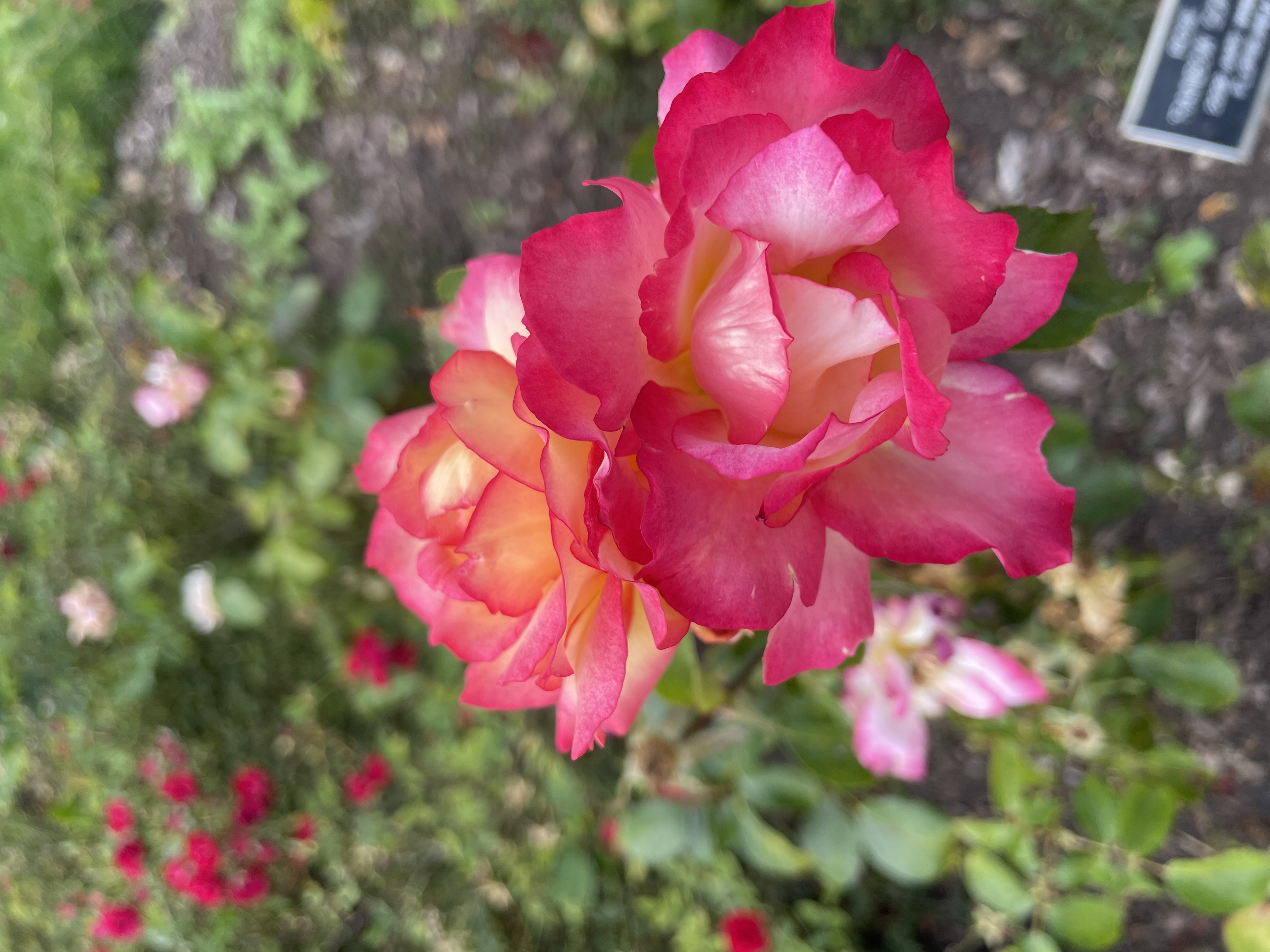 An image of A Flower